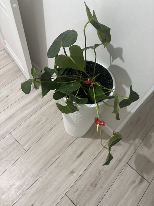 Продам орхидею и шефлеру