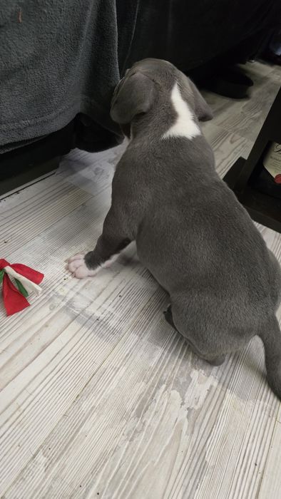 Американско Покет Були