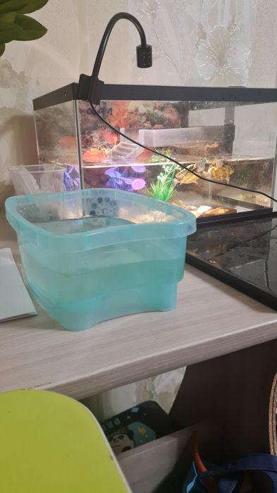 Красноухие черепахи