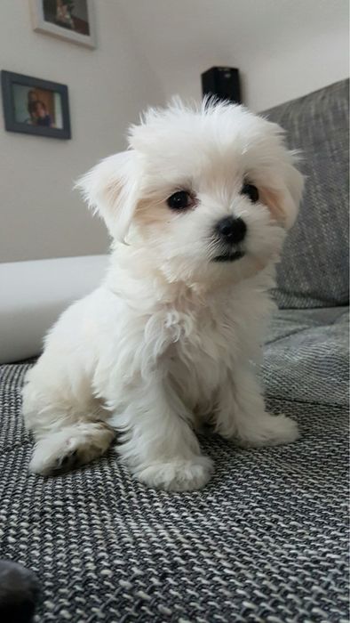 Pui bichon maltez toy baiat