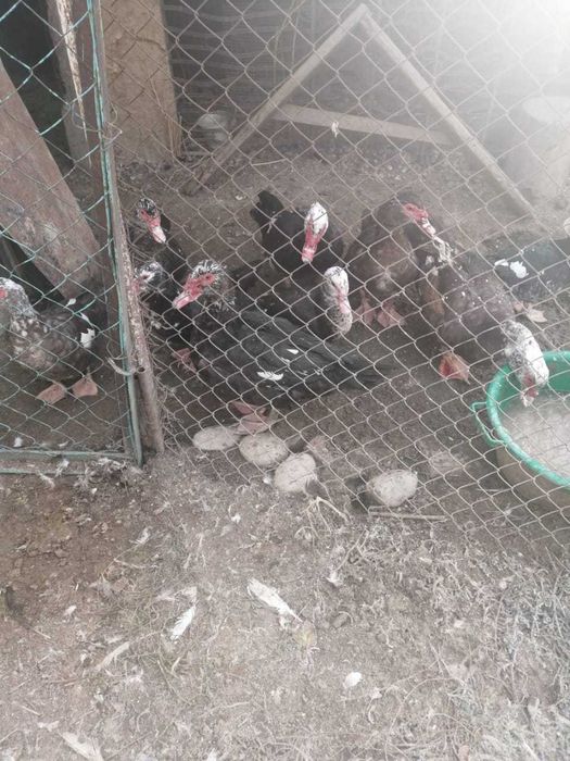 Домашние  индаутки