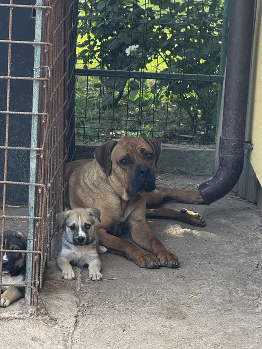 Donez catelusi cane corso cu husky siberian