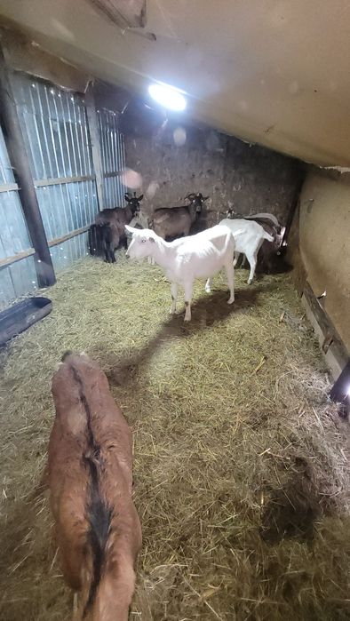 Capra mamă și fiică gestante