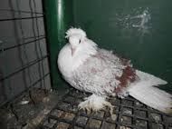 Vand porumbei creti francezi capaciti si jucatori de Baku