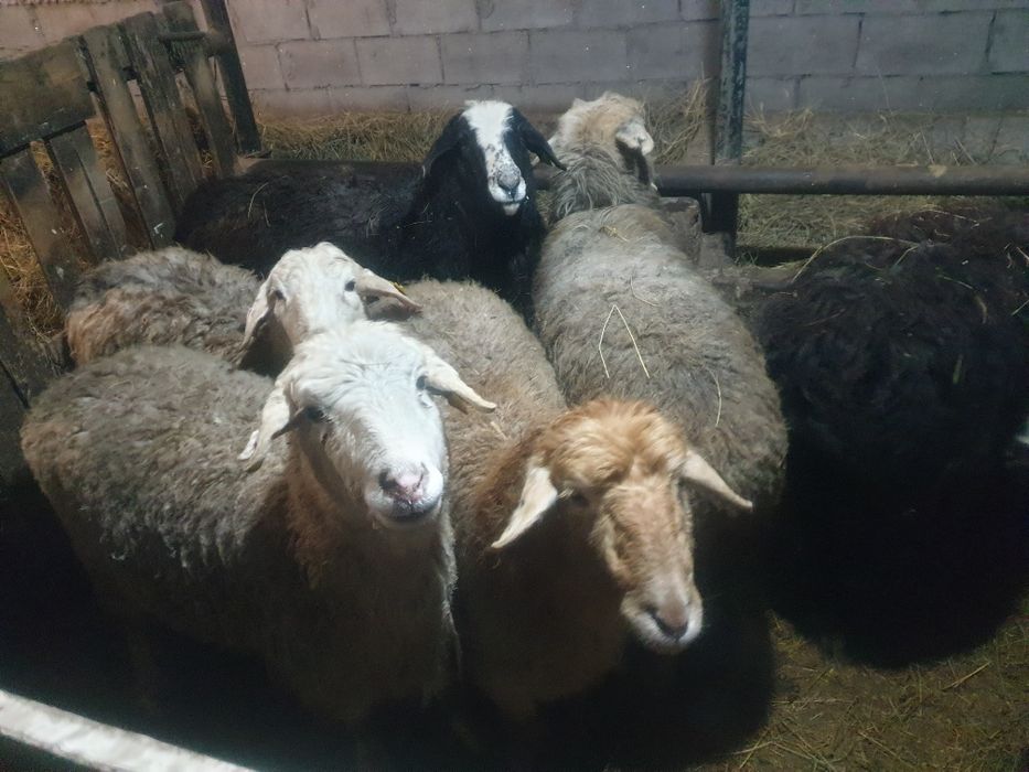 Тоқты сатылады. Бағасы 75000тг