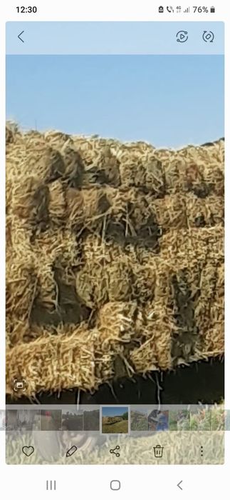 Baloți fân, 500 buc