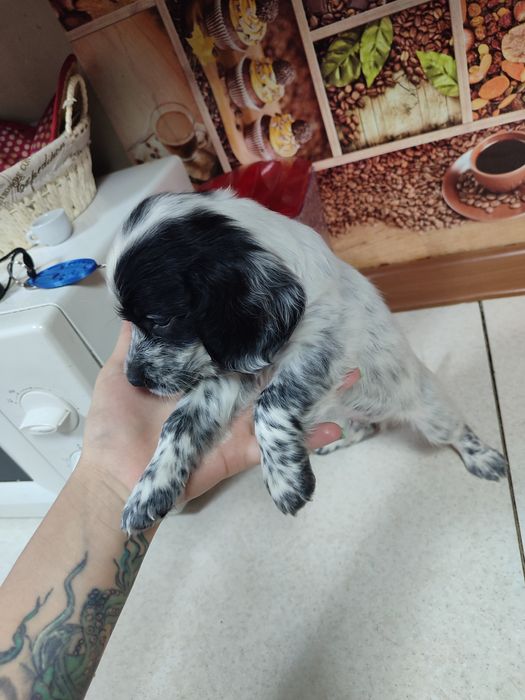 Продам щенят спаниеля