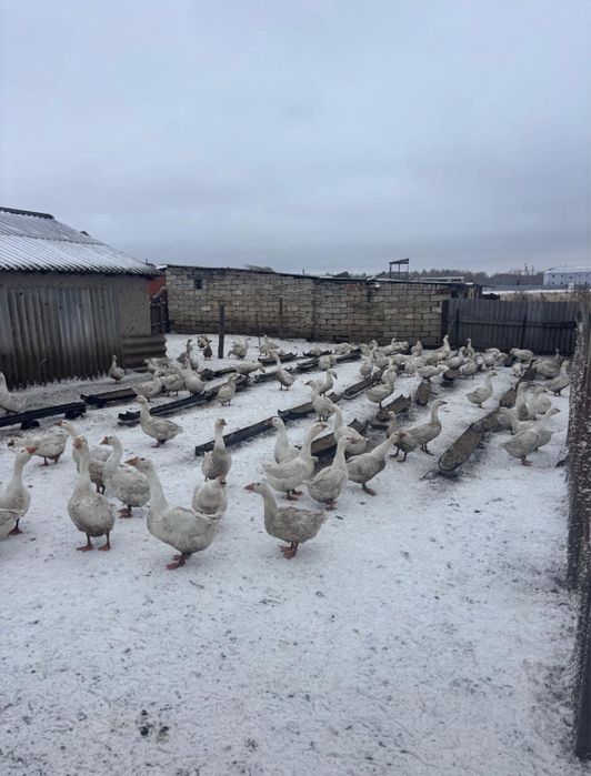Продам гусей Линда
