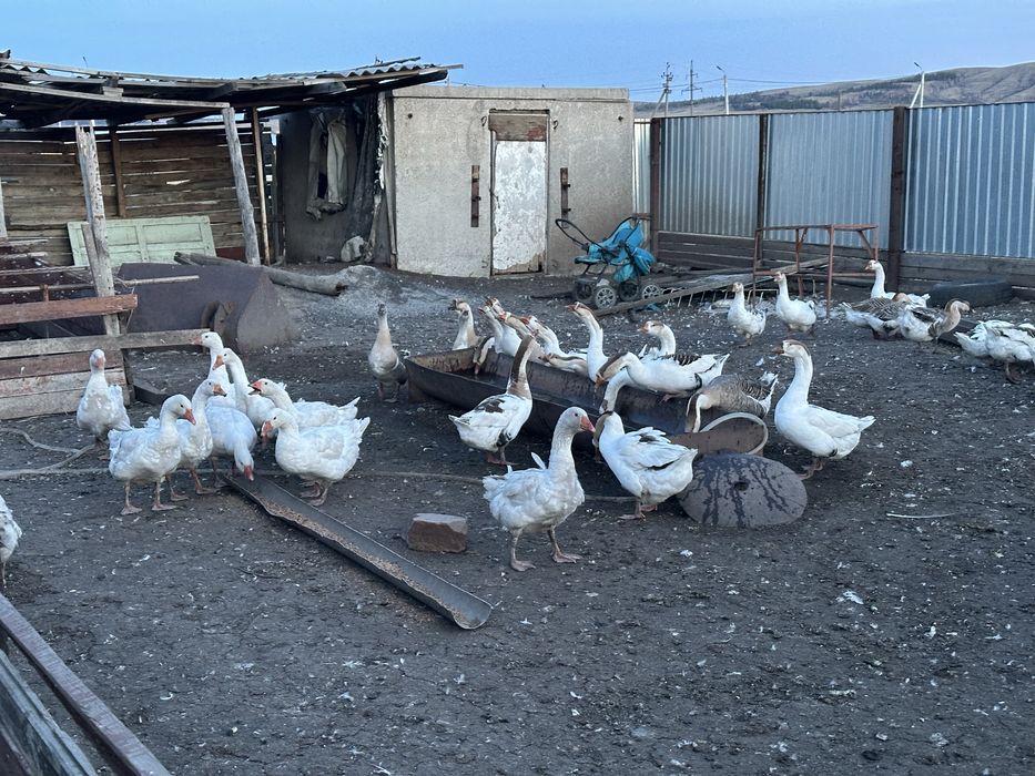 Гуси маточное поголовье