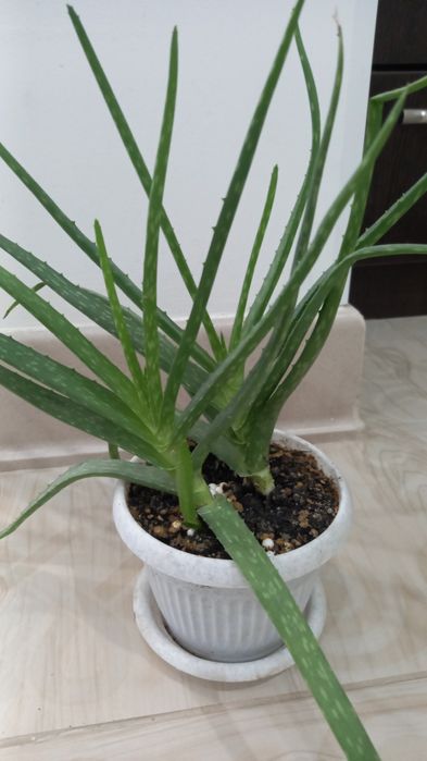 Алоэ продаётся молодые