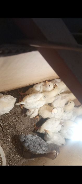 Адлер балап сатылады