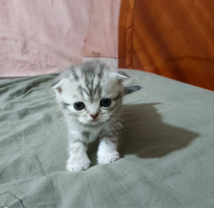 Британцы котята