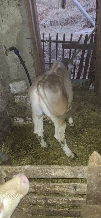 Vând vitei intercati
