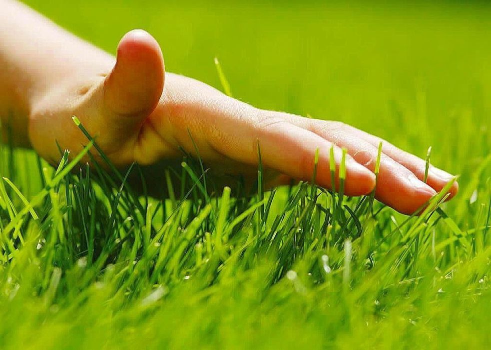 Gazon ekamiz va uruglarin sepamiz