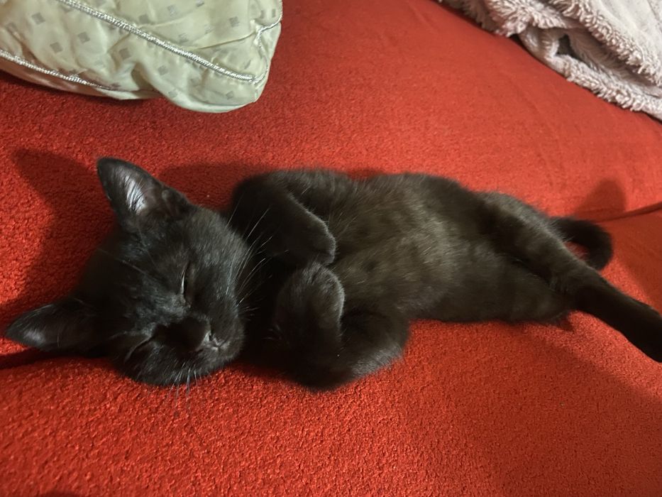 Отдам котиков в добрые руки