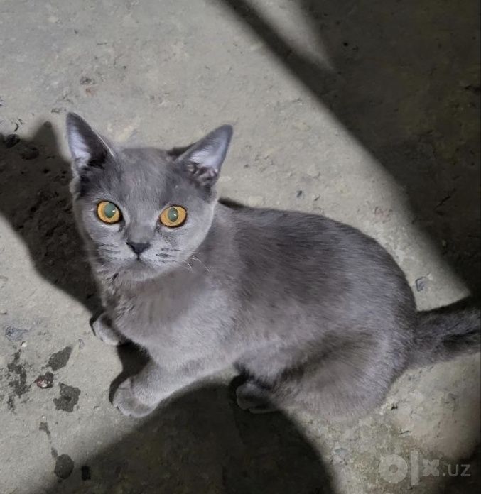 Кошка ищет дом и любящих хозяев