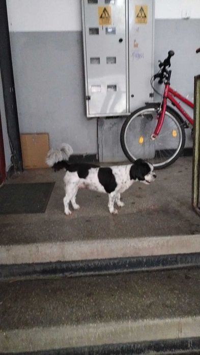 Donez cățelușa bichon