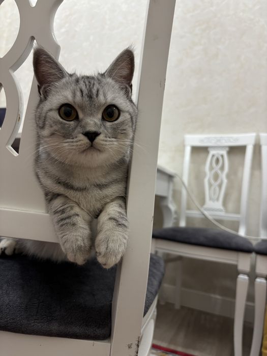 Кошку в хорошие руки