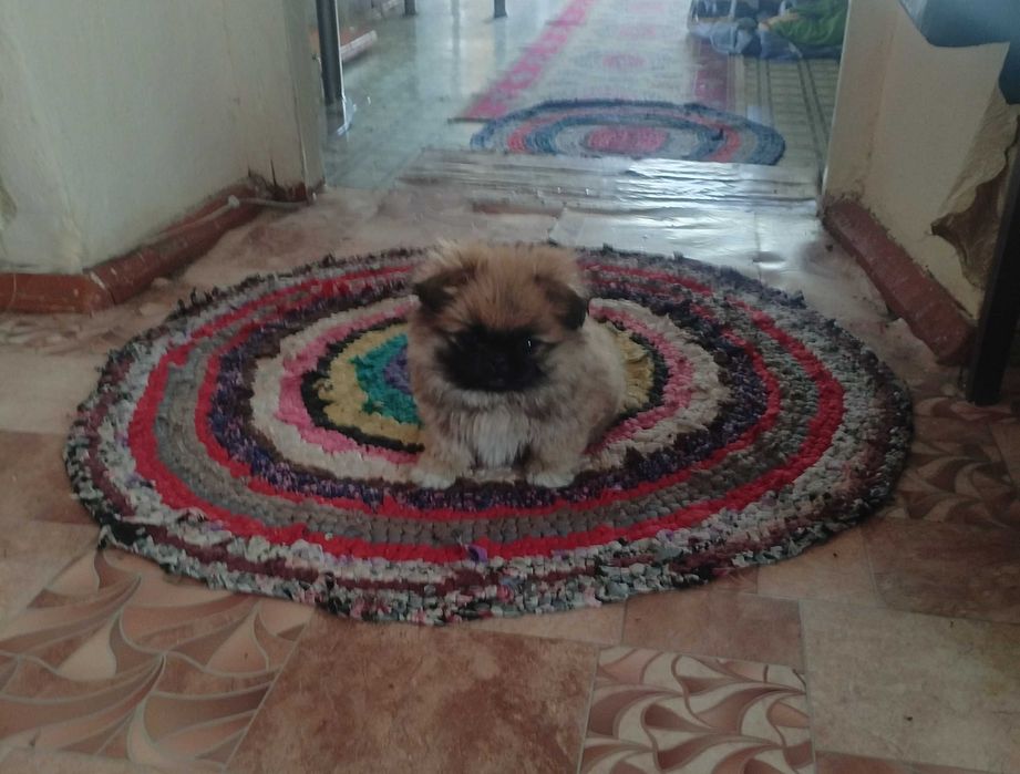 Пекинесы мальчики