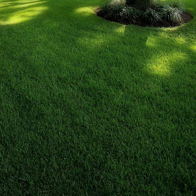 Gazon ekamiz ishonchli va sifatli