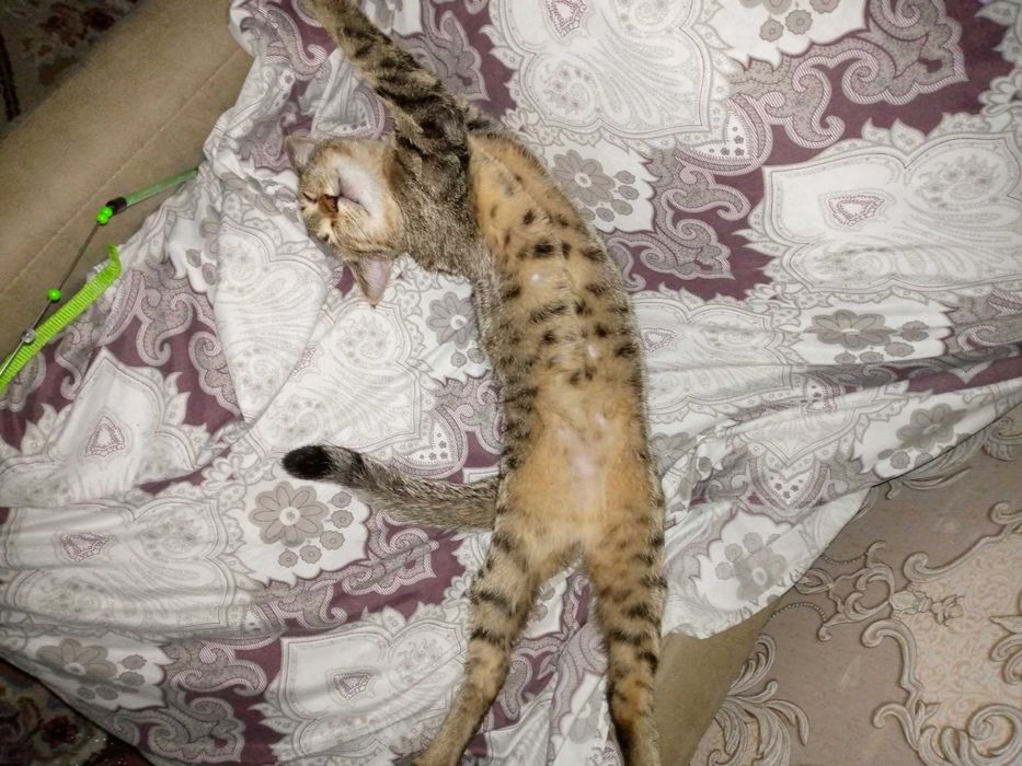 Пристраивается котенок 7 месяцев