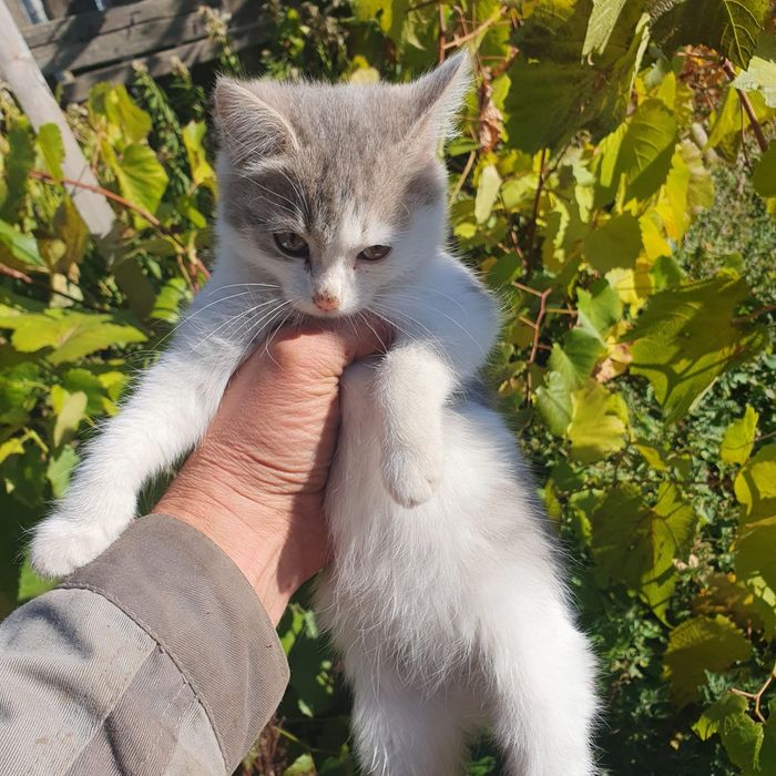 Котята ищут свой дом