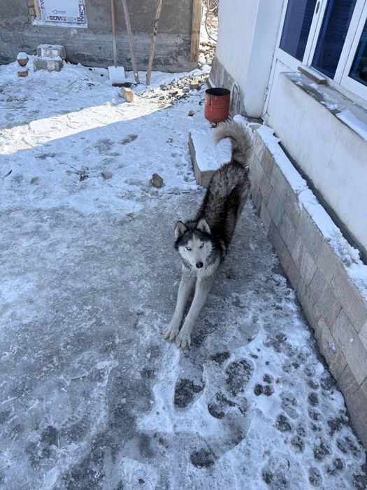 Haski iti erkak 4oylik 400 ming so’m