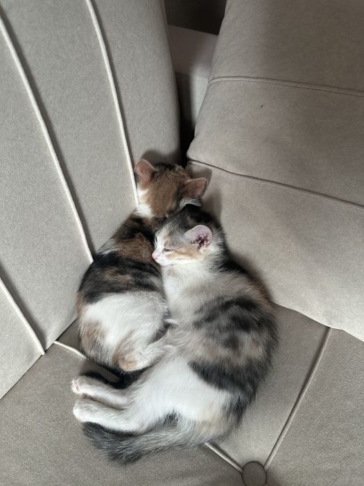 Отдам котят бесплатно