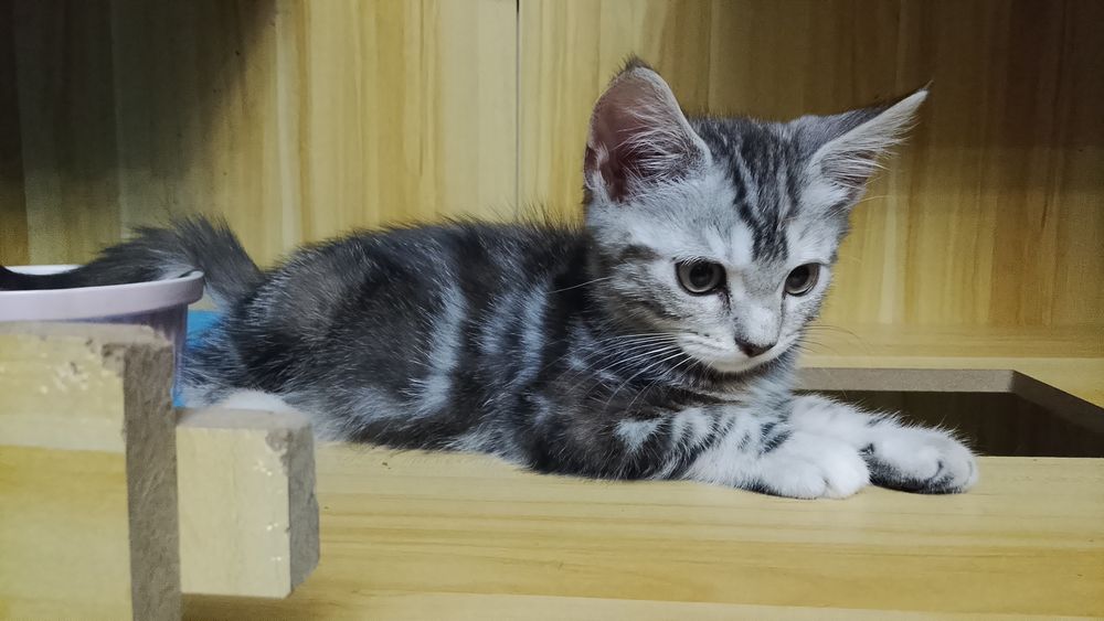 Мейн Кун девочка