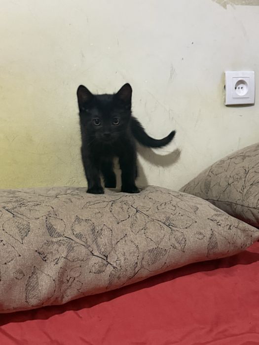 Ищем котятам любящие семьи