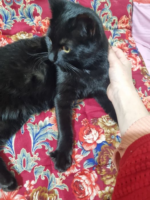 Кошка 1 год ласковая очень игривая