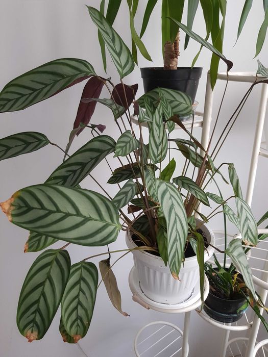 Стайно цвете в саксия юка