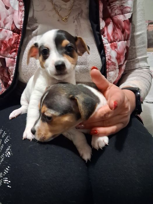 Джак ръсел гр Баня!