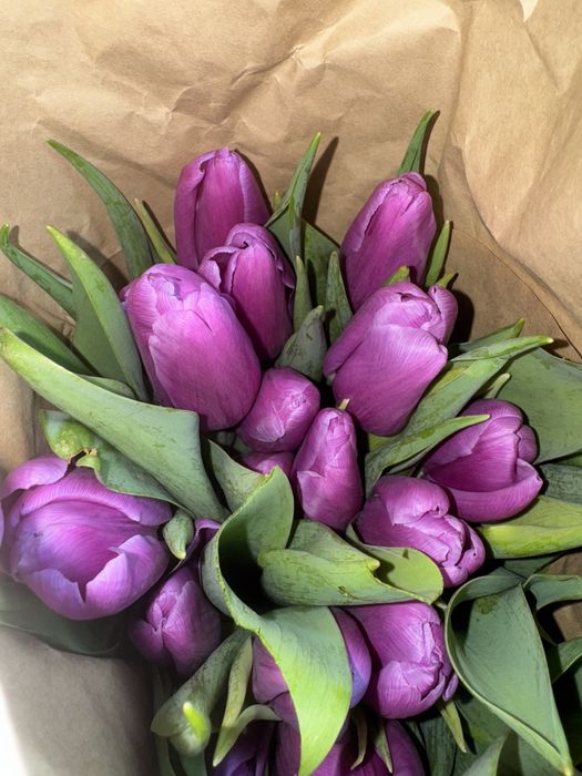 Голландские тюльпаны