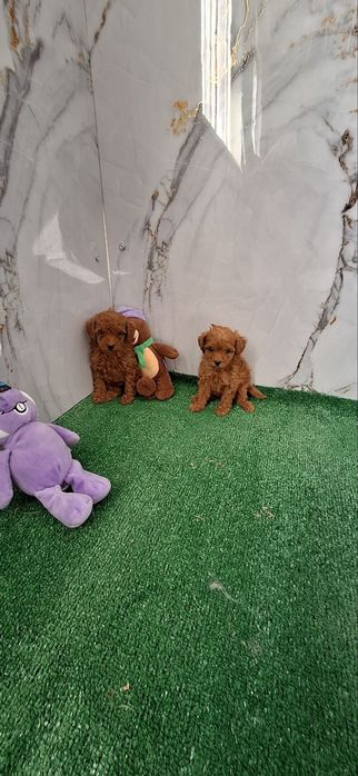 Той пудел бебета