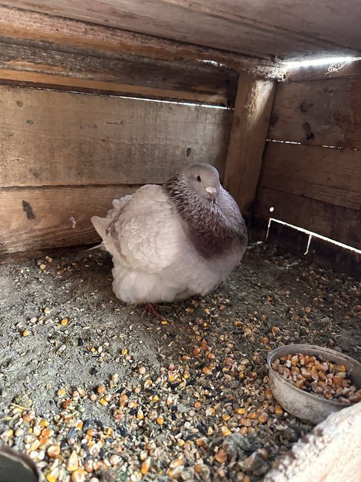 Schimb porumbei texani si mondaini