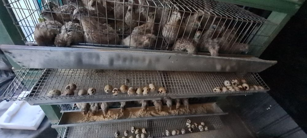 Prepelite tineret jumbo gold și polara gigant