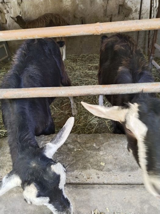 Мини фермага. 100% лик Тогенбург эчкилар сотилади.