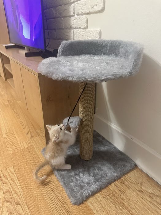 Отдам котенка бесплатно 2 мес мальчик