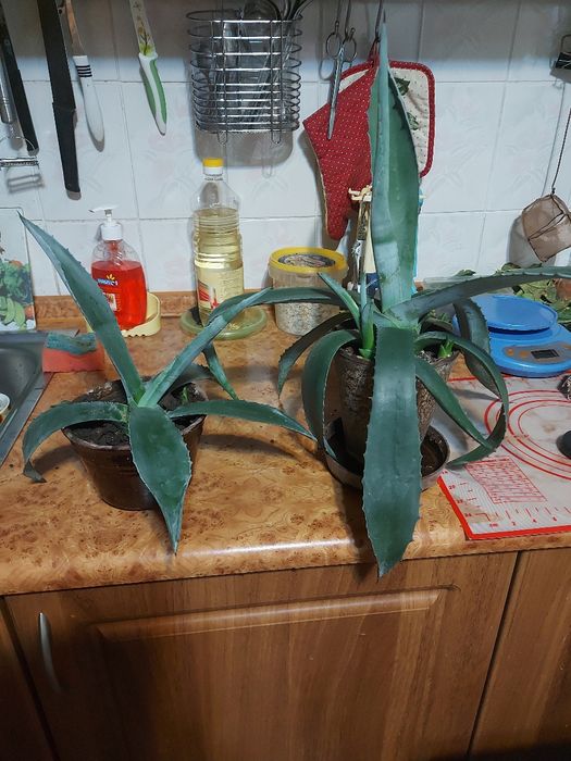 Агава  Голубая Кактус