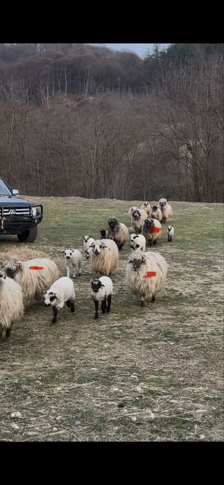 vand oi si un berbec