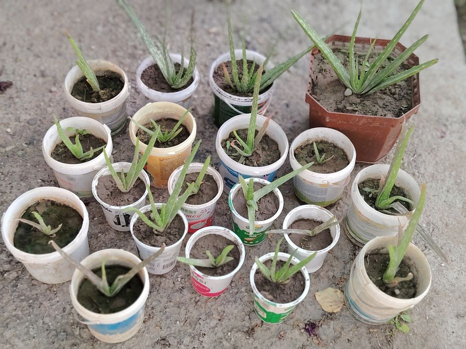 Алоэ вера продаётся