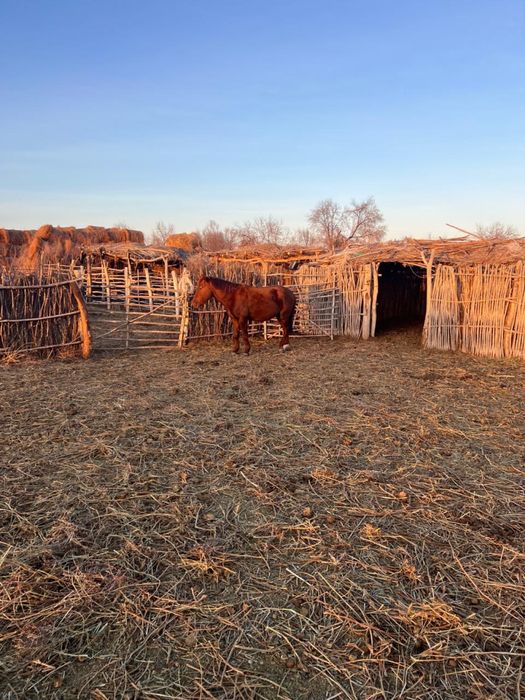 Айғыр сатылады 5 жас