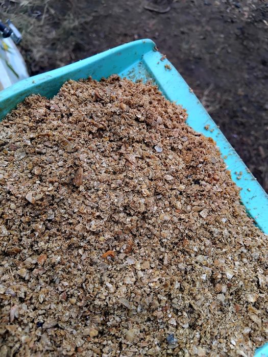 Ракушка кормовая.