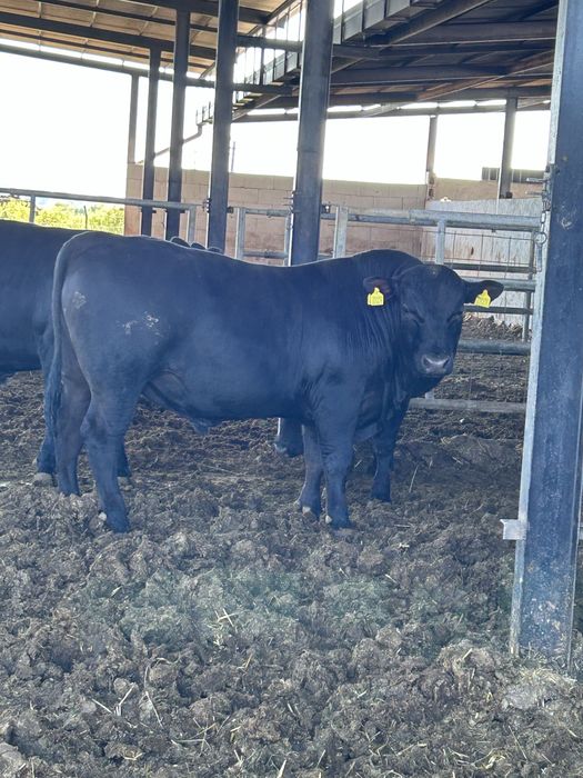 Tauri Aberdeen Angus