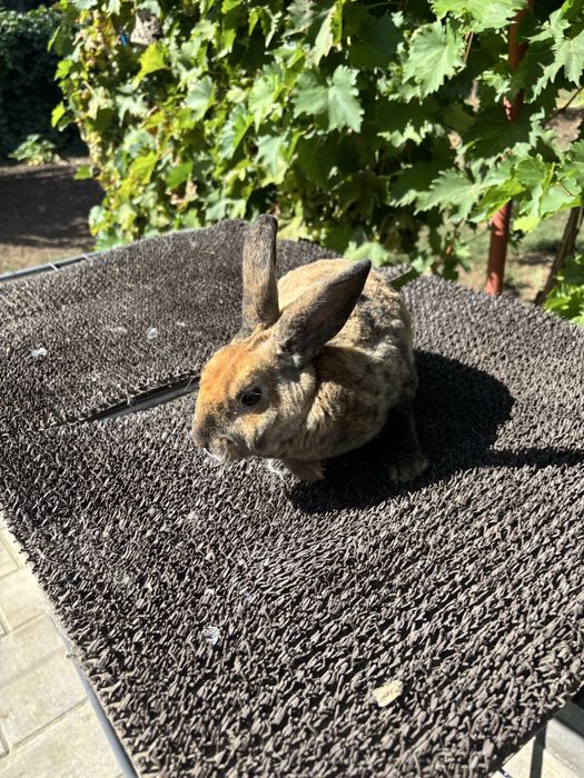 Iepuri schimb cu perusi