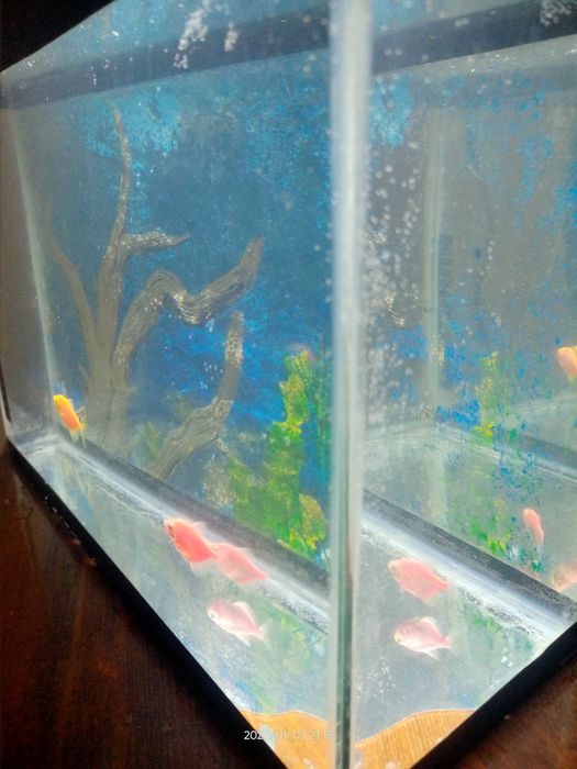 Akvarium baliqlari bilan