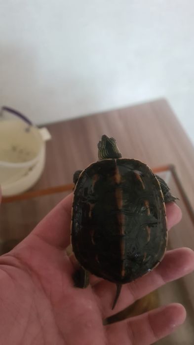 Продам черепаху водяную