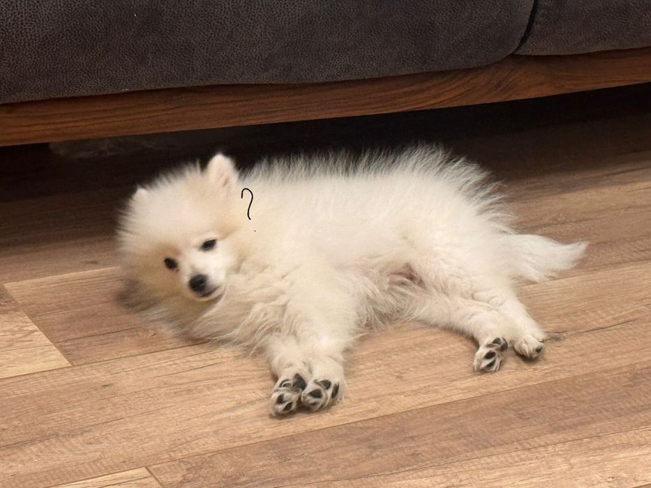 Продам щенка Японского шпица