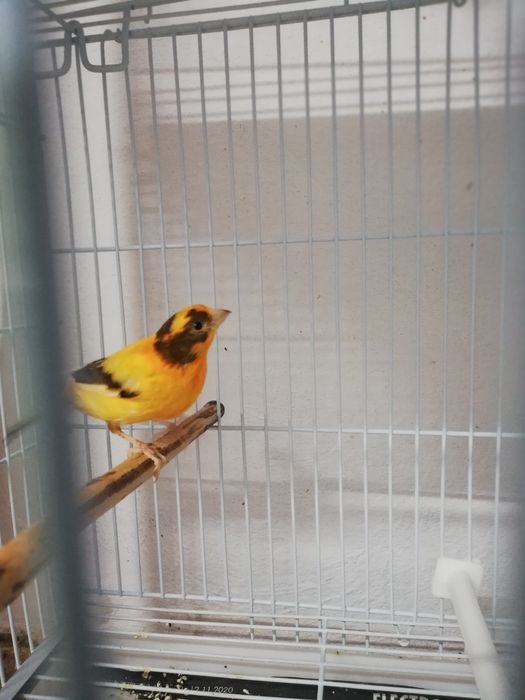 Canari  diferite  culori